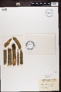 Pyrenula santensis image