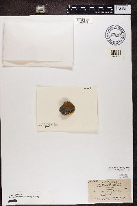 Diplotomma alboatrum image