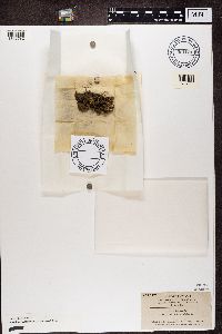 Enchylium limosum image