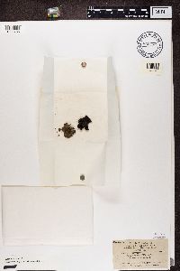 Gyrophora erosa image