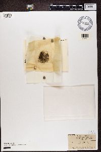 Thumbnail image of current specimen