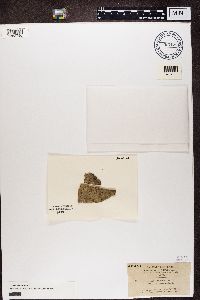 Arthonia atra image