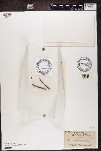 Alyxoria varia image