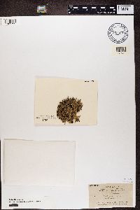 Hypogymnia enteromorphoides image