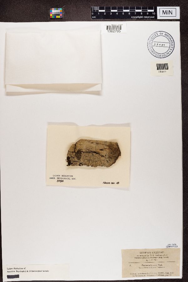 Pertusaria lecanina image