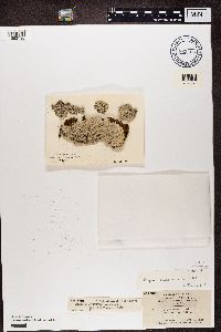 Physcia stellaris image