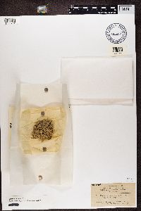 Image of Placynthium microphyllizum