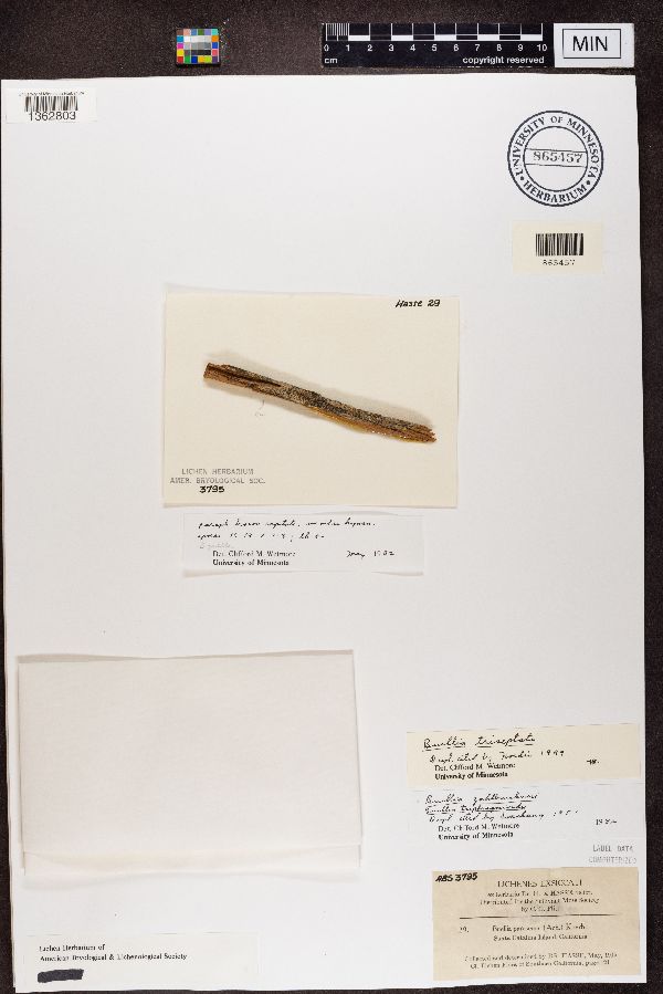 Buellia parasema image