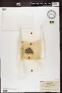 Cladonia subulata image