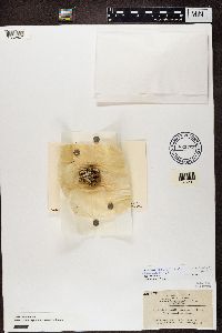 Cladonia chlorophaea image