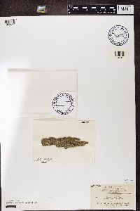 Opegrapha vulgata image