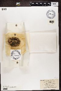 Fuscopannaria praetermissa image