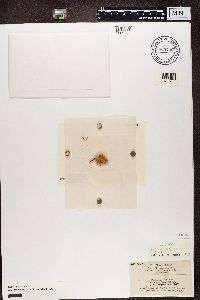 Ramalina pollinaria image