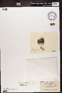 Rhizocarpon geminatum image