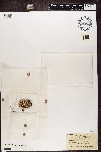 Cladonia fimbriata image