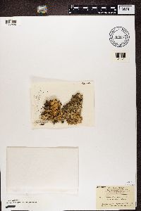 Media resource of Cetrelia olivetorum