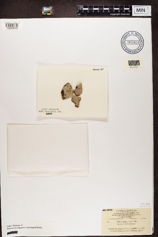 Phlyctis argena image