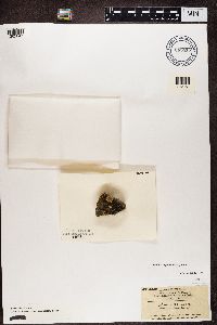 Toninia aromatica image