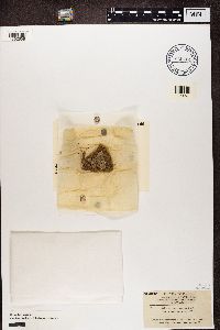 Diploschistes scruposus image
