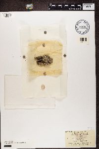 Diploschistes muscorum image