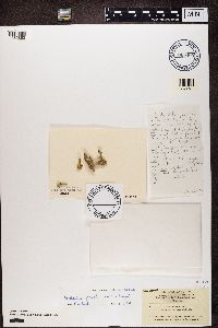 Myriolecis hagenii image