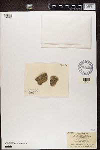 Lecidea enteroleuca image
