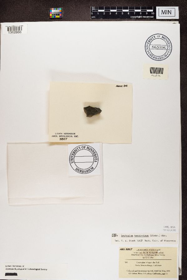 Leptogium rhyparodes image