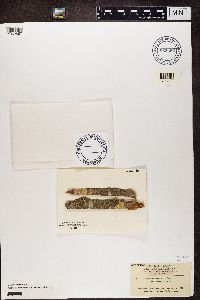 Alyxoria varia image