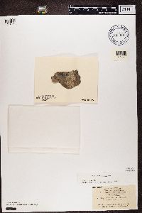 Anisomeridium biforme image