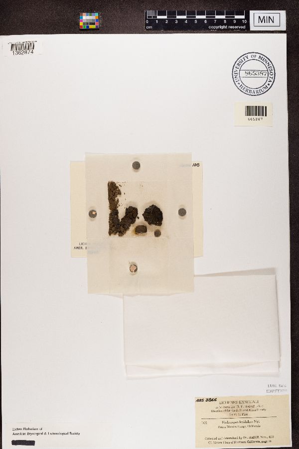 Endocarpon lepidallum image