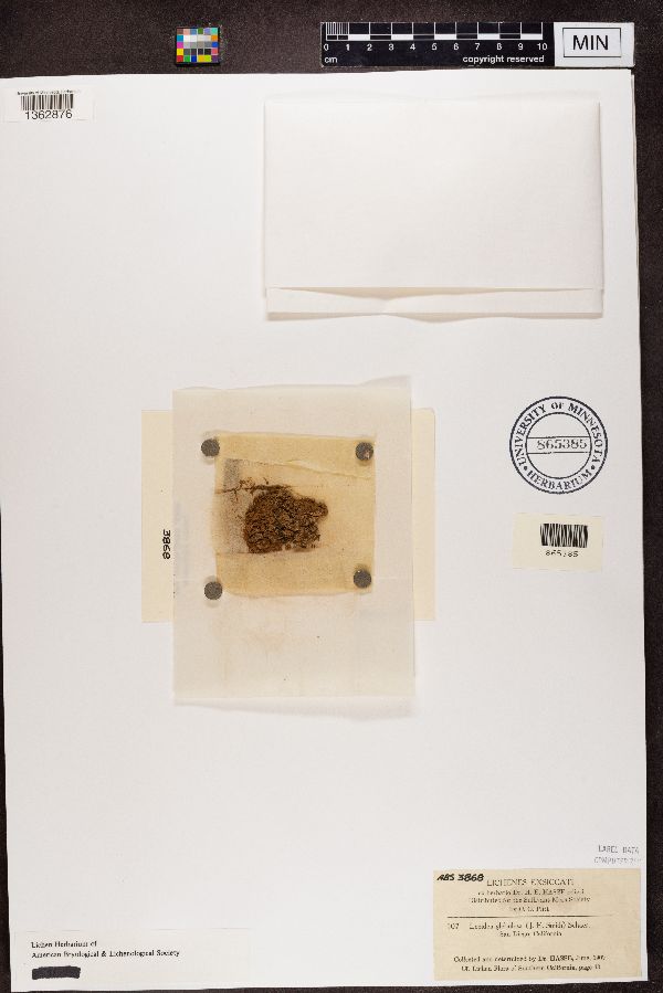 Lecidea glebulosa image