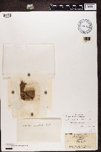 Psora globifera image
