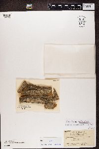 Biatora vernalis image