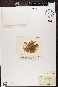 Ramalina farinacea image