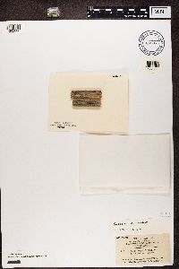 Rinodina exigua image