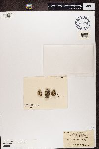 Dimelaena oreina image