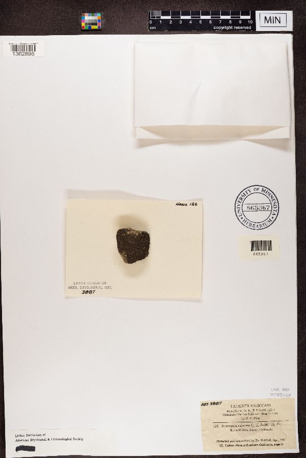 Acarospora rufescens image
