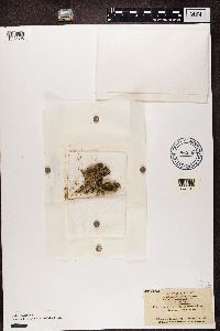 Polysporina simplex image