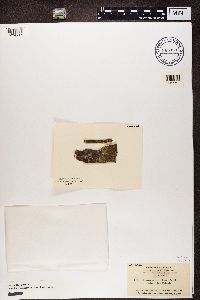 Blastenia ferruginea image