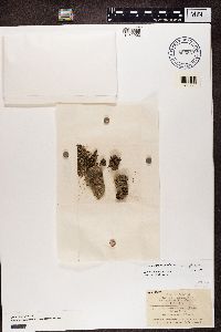 Dermatocarpon miniatum image