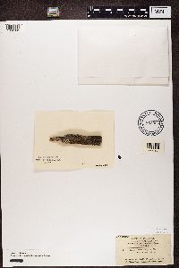 Lecanora coilocarpa image