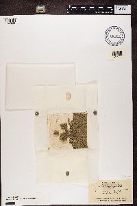 Psora decipiens image