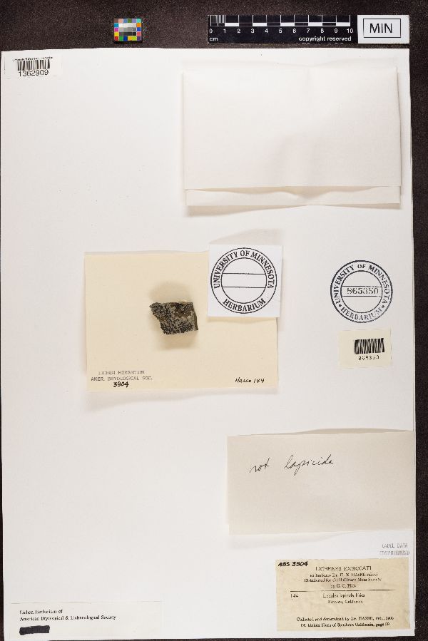 Lecidea lapicida image