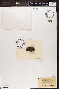 Verrucaria aethiobola image