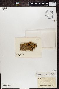 Caloplaca saxicola image