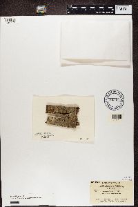 Lecanora allophana image