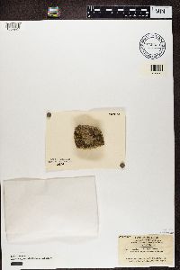 Trapelia coarctata image