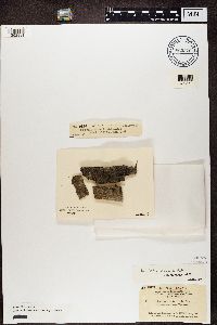 Hyperphyscia adglutinata image