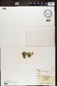 Physcia aipolia image