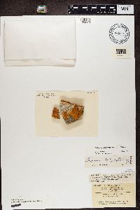 Rusavskia elegans image